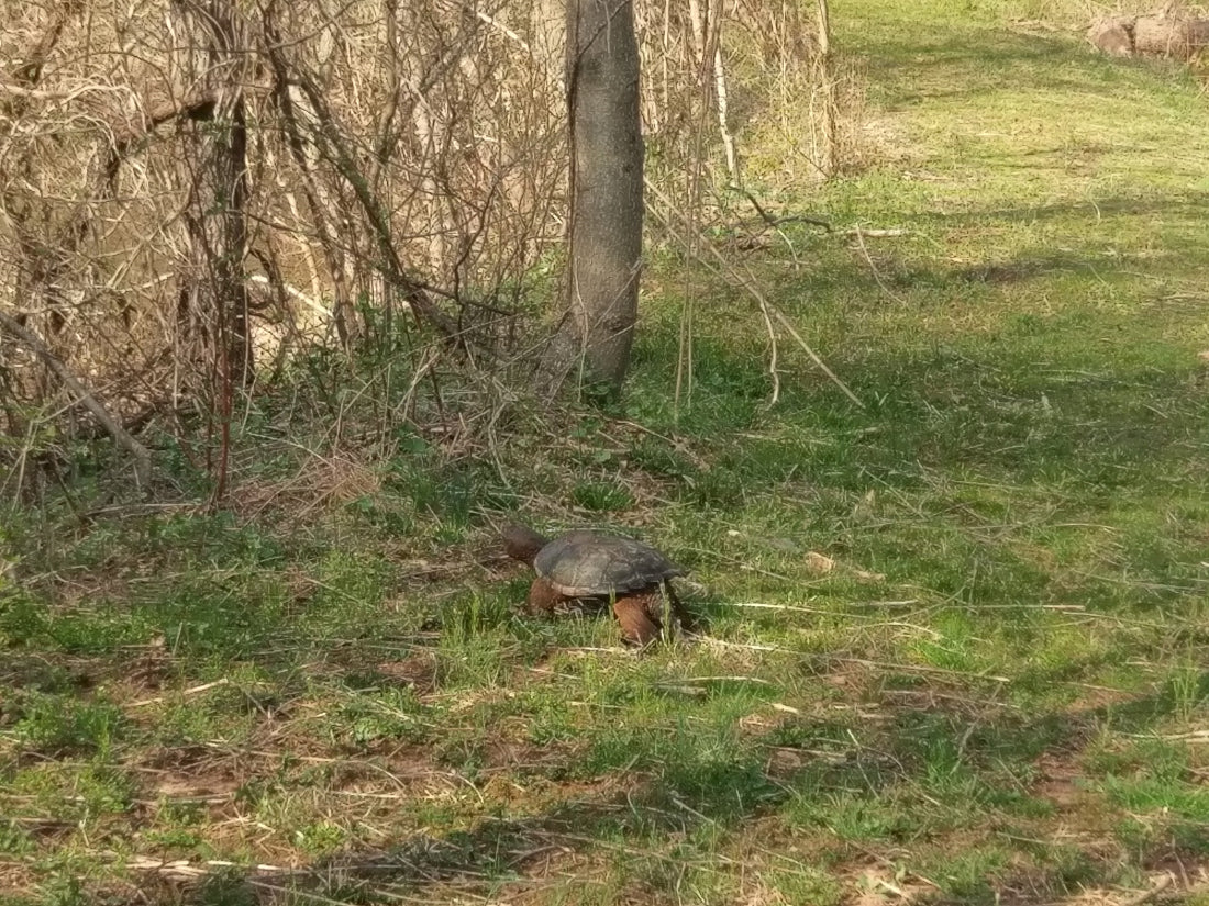 Meet Snapper the Guard Turtle of spinning tops